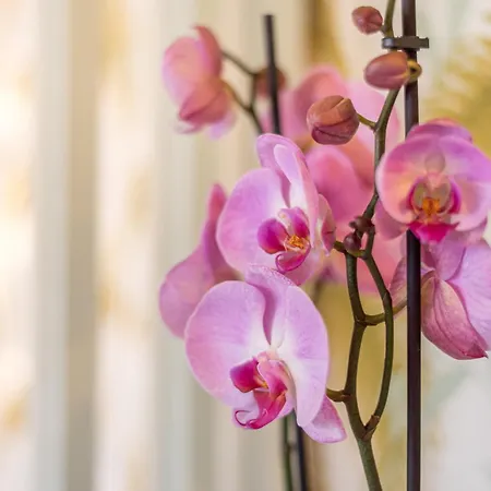 Urban Luxe Torremoilinos * トレモリノス