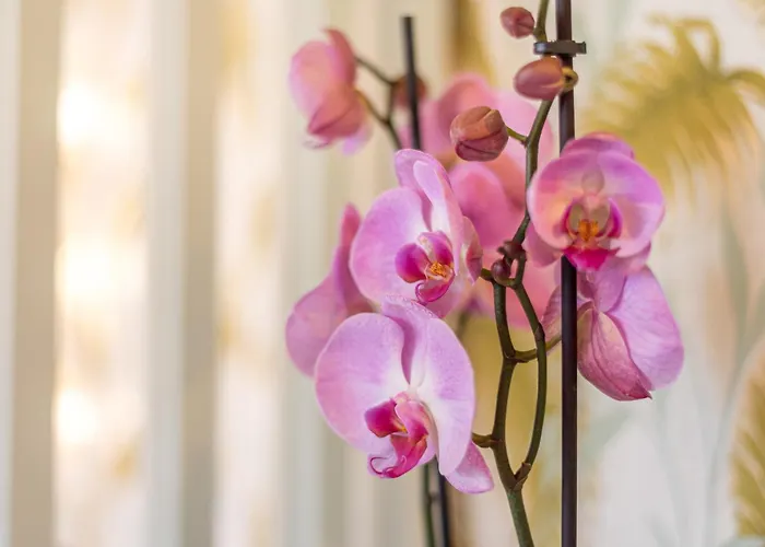 Urban Luxe Torremoilinos * Torremolinos